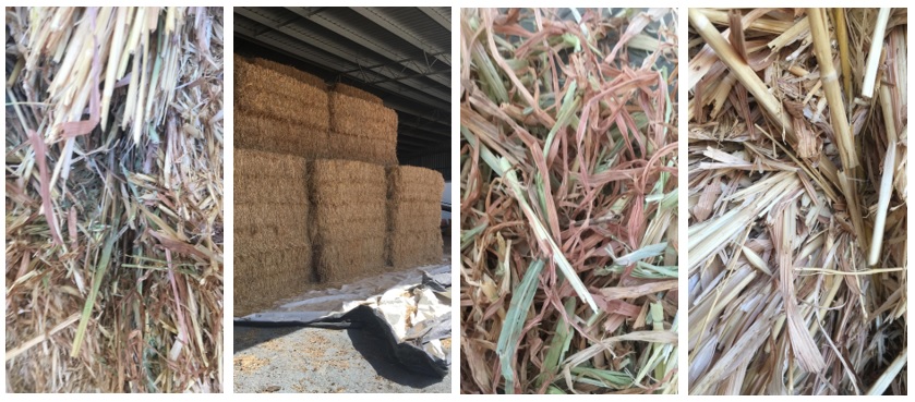 new season hay crop