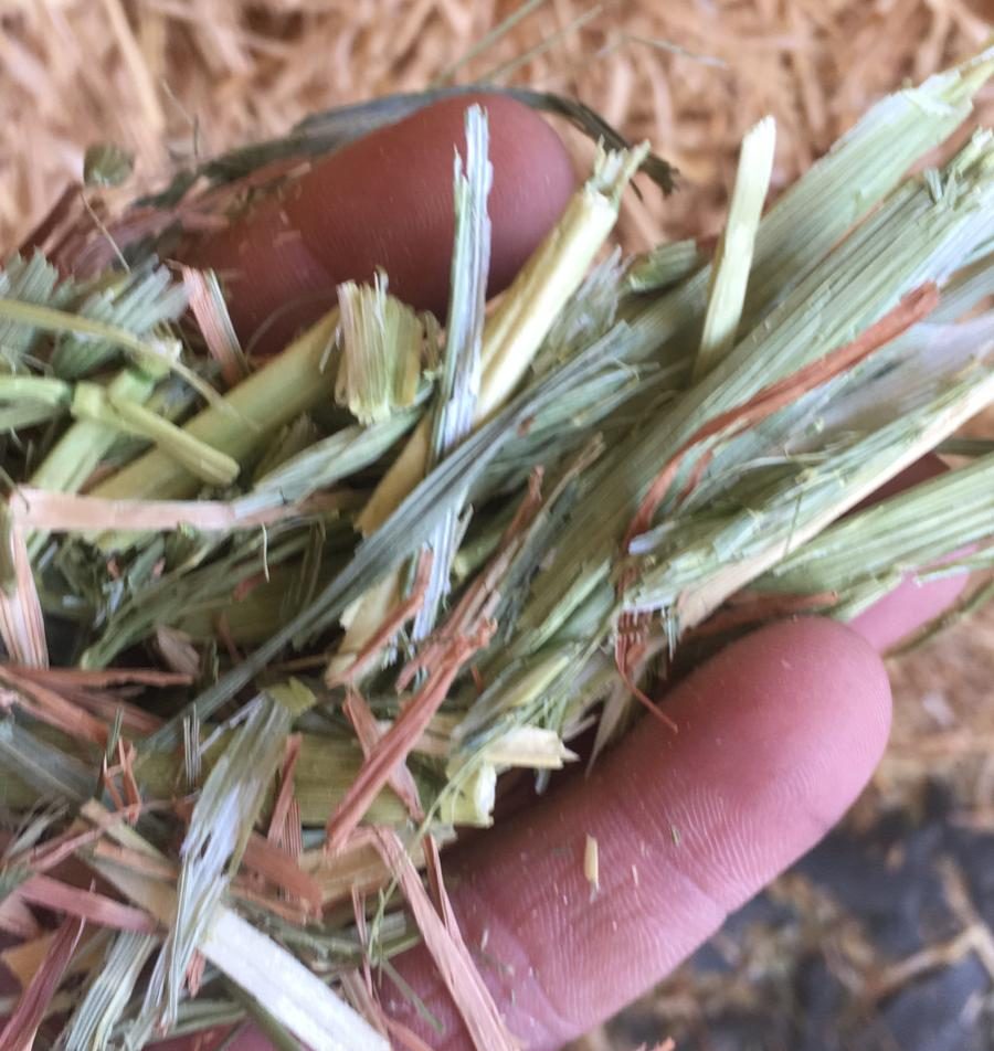 new season hay crop caldwell