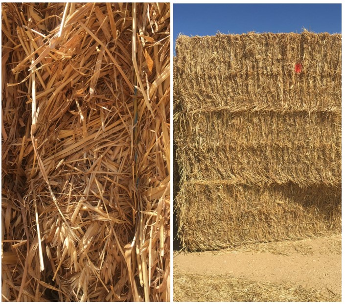 new season crops hay