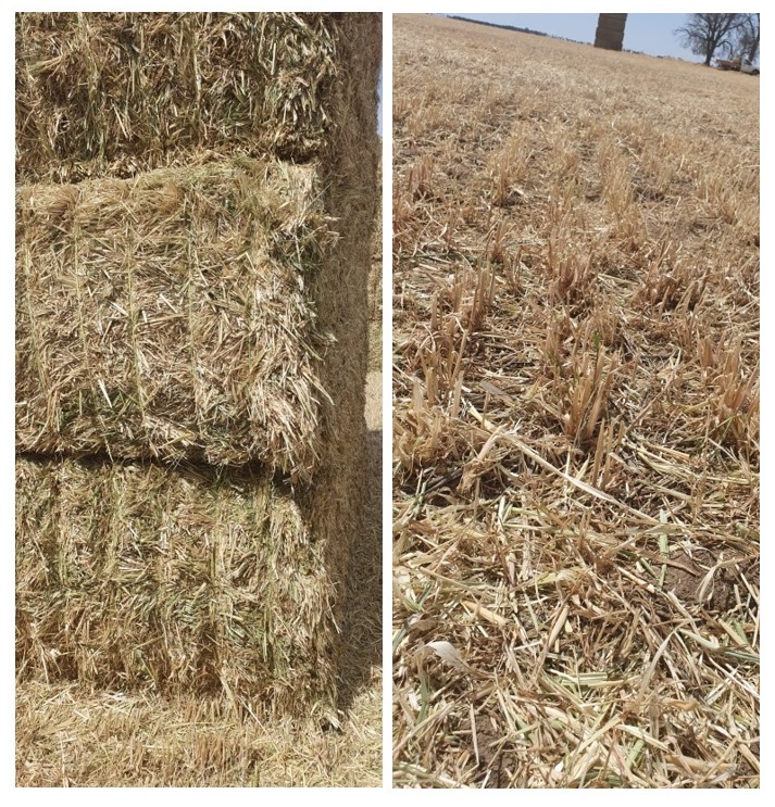 new season hay crops