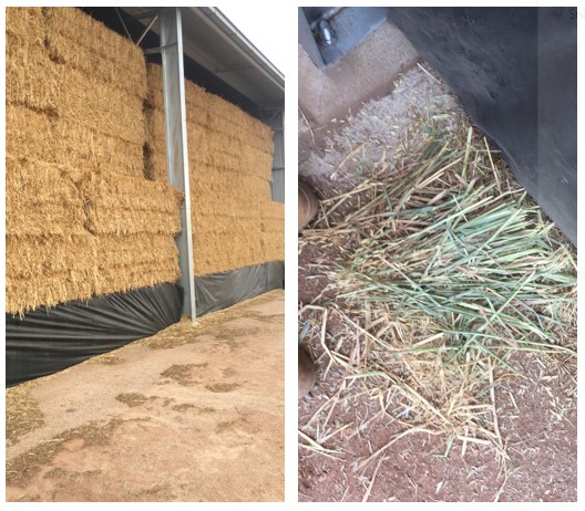 new season hay crops