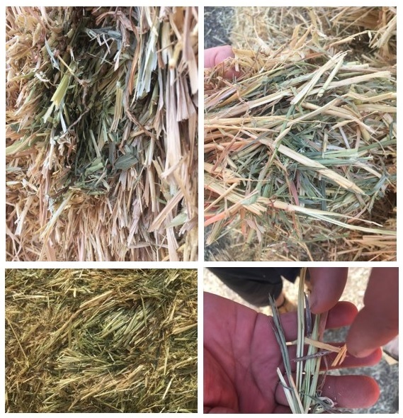 new season hay crops nhill victoria