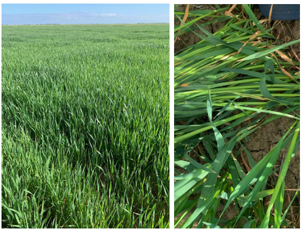 Yallara Variety, NSW